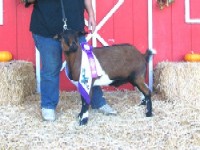 AVR Chocolate Coffee Kiss